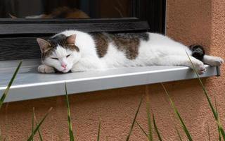 Cat on window sill photo