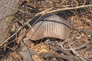 armadillo de nueve bandas buscando comida en la maleza foto