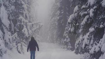 ensam pojke på den snöiga vägen i skogen. barnet går ensamt på den snöiga vägen i skogen med ryggen vänd, jätteträd och dimmig skog drar uppmärksamheten. video