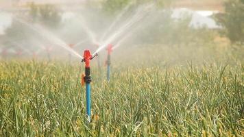 Agricultural watering. Functional irrigation system in agricultural plants video