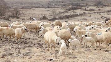 rebanho de ovelhas andando no campo entre montanhas e salões, belos animais. bela natureza e passos intermináveis em segundo plano. sombra das nuvens. rebanho de ovelhas pastando no prado verde. video