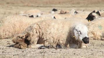 oveja dormida. rebaño de ovejas caminando en el campo entre montañas y pasillos, hermosos animales. hermosa naturaleza y pasos interminables en el fondo. sombra de las nubes. video