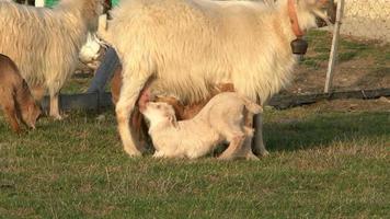 A baby goat drinking its mother's milk. breast milk. Breast milk in animals. video