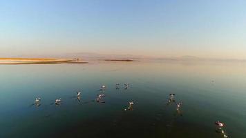 flamingos voando no mar, em câmera lenta. flamingos voando para fora do mar ao pôr do sol. video