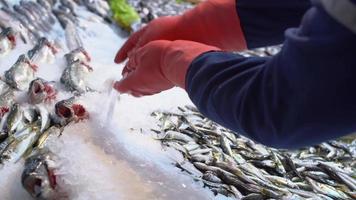 vis en ijs. handelaars gieten ijs op de vis in het gangpad in de markt. video