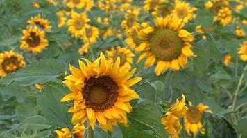 Beautiful view above to the sunflowers field while sunset. Top view onto agriculture field with blooming sunflowers and sunlight. Summer landscape with big yellow farm field with sunflowers video