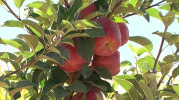 le pommier. pommes rouges sur la branche. video