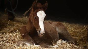 Colt resting in the barn. Horse farm. Brown and white colored horse. video
