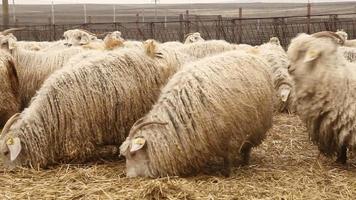 ovelhas pastando na fazenda. rebanho de ovelhas. ovelha de lã branca. video