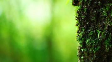 Close up of moss with blur green bokeh video