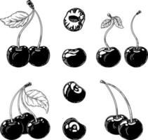 A set of cherries. Linear ink illustration. vector