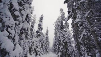 besneeuwde weg. rijen pijnbomen langs de weg en de weg bedekt met sneeuw. video