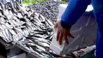 fisklåda, hälla fisk på disken. fiskförsäljaren häller upp fisken på disken med kassaskåpet. video