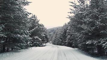 besneeuwde en ijzige weg. besneeuwde en ijzige wegvideo in het bos. video