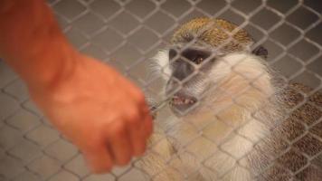 mono alimentado por los visitantes. mono bebé del zoológico. video