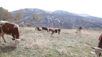 mucche al pascolo e vitelli che saltano sull'altopiano. le mucche da latte pascolano sull'altopiano. i polpacci che saltano attirano l'attenzione. video