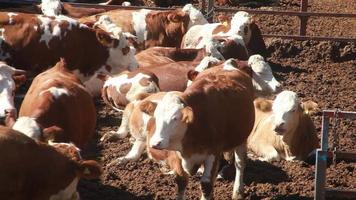 Cow Farm. Simmental cows are resting while lying down. video