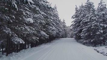 vista da estrada de neve e árvores majestosas. vídeo de paisagem de árvores cobertas de neve e estrada video