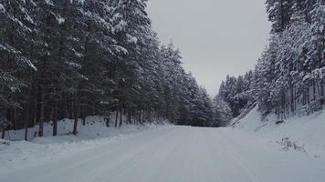 pins et route enneigée. route enneigée qui serpente dans la forêt. video