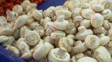 cogumelos frescos no balcão. cogumelos brancos frescos. video