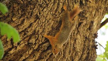 écureuil debout à l'envers dans un arbre. l'écureuil qui a remarqué que la caméra le tirait. video