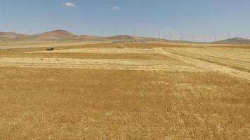 Agricultural harvest. Construction machine harvesting in wheat field. Wind turbines in the background. Shades of yellow. Agriculture and Energy. video