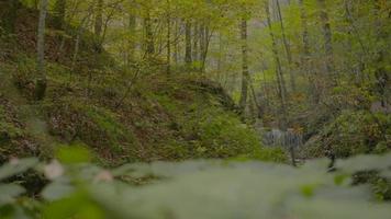 Wasserfall im Wald im Herbst. abgefallene Blätter von Bäumen, die im Herbst vom Wind bewegt werden. Bach, der im Herbst zwischen orangefarbenen Blättern fließt. video