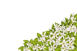 Neroli flowers and leaves vector