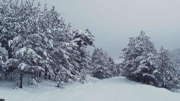 estrada da floresta nevada. estrada nevada e árvores nevadas na floresta. video