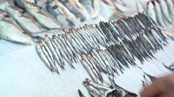 pescador y pescado anchoa. pescador organiza anchoas en el pasillo de pescado. video