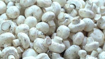 verse champignons op het aanrecht. verse witte champignons. video