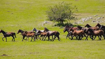 muitos cavalos correm em um grande campo verde durante o pôr do sol. cavalos selvagens vagando livremente na natureza. cavalos correndo. cavalos selvagens correndo galopando na natureza selvagem video