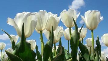 Aufnahmen von schönen bunten weißen Tulpenblumen blühen im Frühlingsgarten. dekorative violette Tulpenblumen blühen im Frühling. Schönheit der Natur. lebendige natürliche Farben video