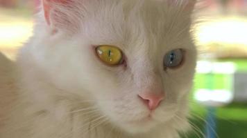 katt med olika färgade ögon. närbild av en vit katt ögon i olika färger. video