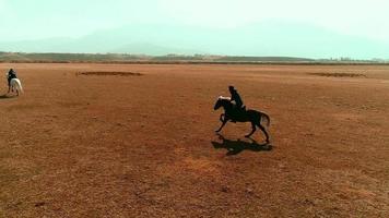 paarden galopperen, slowmotion. video van paarden die door hun ruiters galopperen op de open vlakte.