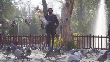 pasando a través de los pájaros en cámara lenta. palomas batiendo sus alas al mismo tiempo. caminar en el parque. aireando las aves. pájaros escapados. video