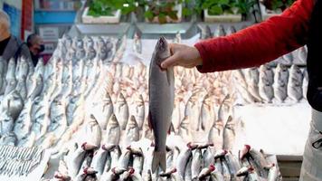 fiskhandlare. fiskhandlare plockar upp fisken på disken. han visar fisken för kameran. video