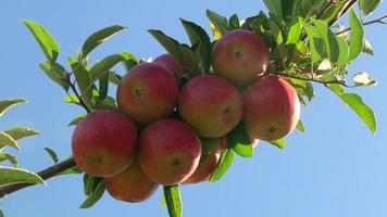 The Apple tree. Red apples on the branch. video