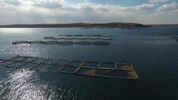 criadero de peces. acuicultura en el lago. Los estanques de cría de peces son visibles en la vista general desde el aire. video