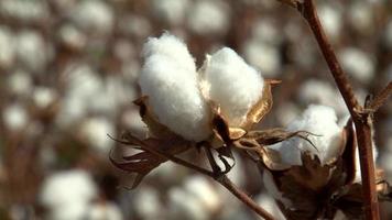 dettaglio in cotone alla luce del sole. campo di cotone. video