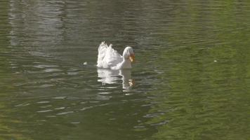 canard blanc nage dans le lac. le canard blanc cherche de la nourriture dans le lac. video