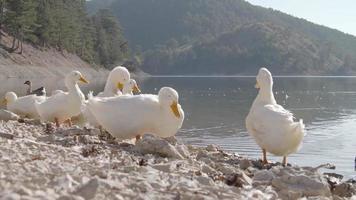 canards blancs attendant au bord du lac. poses mignonnes de canards blancs attendant au bord de l'eau. video