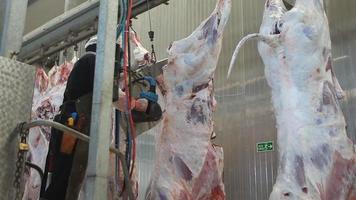 carne di vitello da macello. la carcassa di vitello viene tagliata con una sega nel macello. video