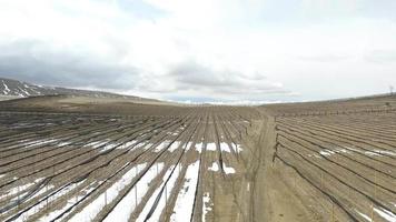 odling av trädplantor. odla trädplantor med professionella metoder. många plantor planterade på öppet fält. video