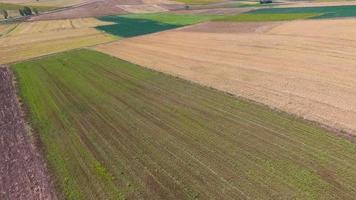 gecultiveerde landbouwgrond. veld. luchtfoto van het veld. video