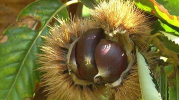 las castañas están a punto de caer de la rama del castaño. castañas en la rama en la temporada de otoño. video