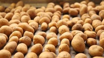 Potatoes advancing on the production line.  In an agricultural production facility, potatoes are moving on the belt. Potato factory.
