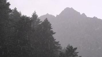 Regen im Wald. es regnet in Strömen im Wald. Wald und Berg in der Silhouette. video