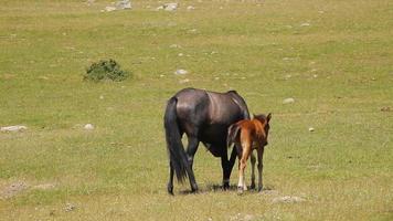 mère cheval marchant avec son petit. poulain broutant avec sa mère dans le pré en été. video