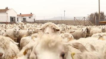 rebaño de ovejas caminando en el campo entre montañas y pasillos, hermosos animales. hermosa naturaleza y pasos interminables en el fondo. sombra de las nubes. video